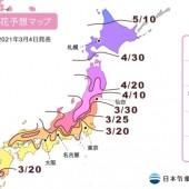 Cập nhật lịch hoa anh đào nở 2021 và những điều cần lưu ý
